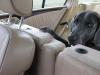 Tater in car
